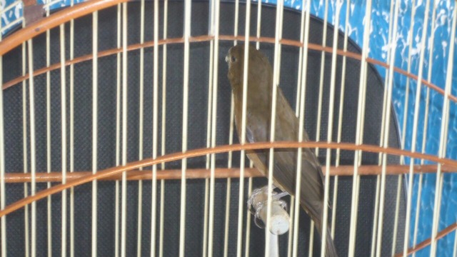 Animal será levado até um centro de reabilitação em Campo Grande (MS) (Foto: PMA / Divulgação)