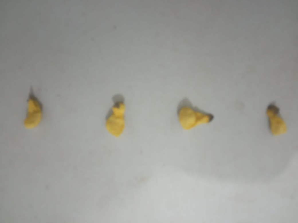 Os papelotes de crack apreendidos com o adolescente. Foto: 2º BPM
