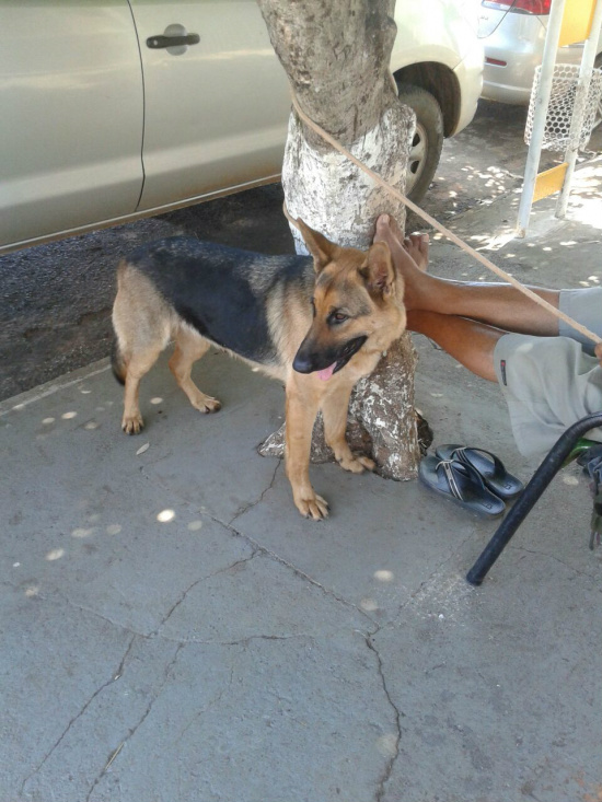 A cadelinha foi amarrada em uma árvore e depois encaminhada para a residência do 