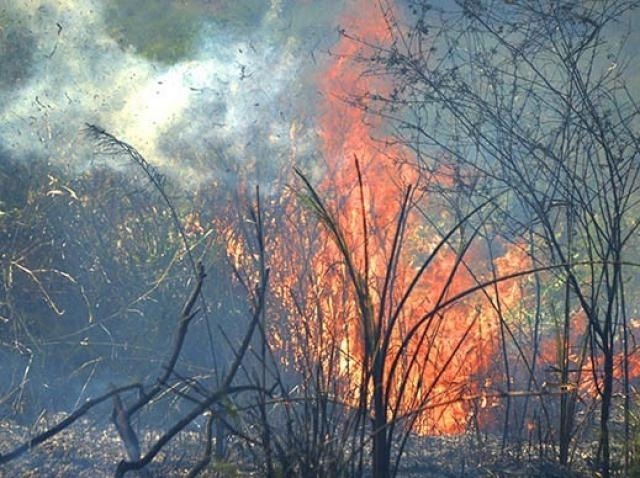 Foco de incêndio em área de vegetação Corumbá - Foto: Anderson Gallo / Diário Corumbaense