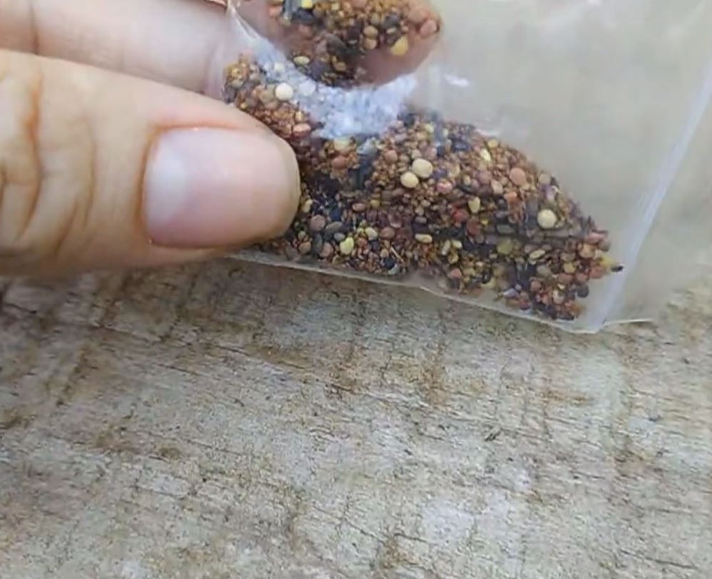 Moradora de Itapetininga (SP) recebeu pacote com sementes misteriosas após compra em site chinês — Foto: Reprodução/TV TEM