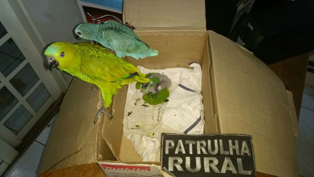 Foto: Divulgação Whatsapp