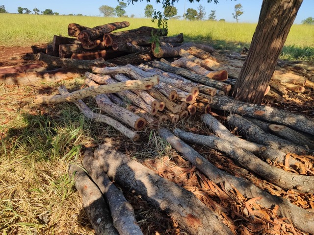 Madeira nativa extraída ilegalmente apreendida pela PMA de Aparecida do Taboado. Foto PMMS