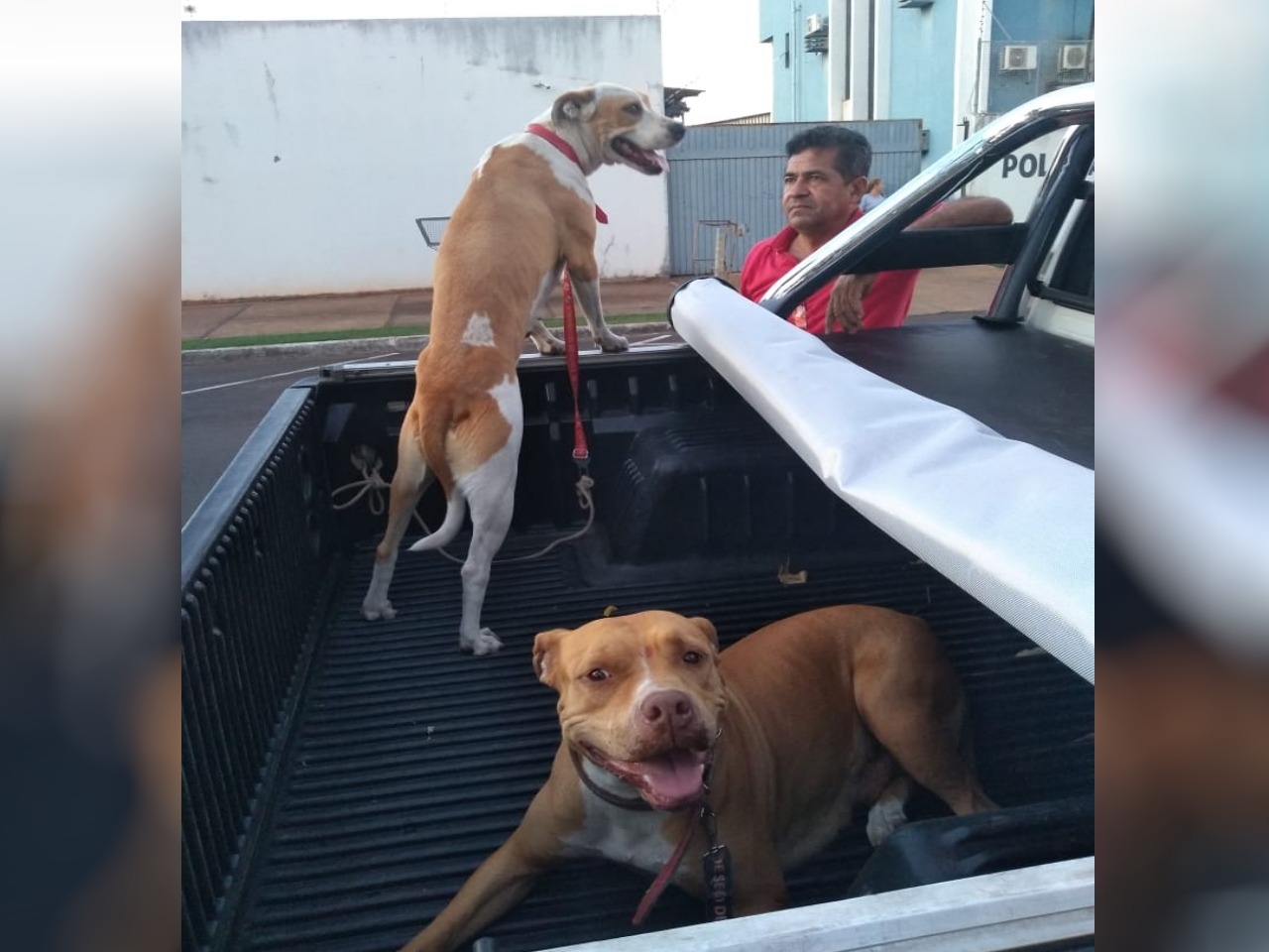 Taigra - da raça Pitbull - e Akira - mista - estão perdidas desde a última sexta-feira (6). Foto: Arquivo Pessoal.