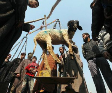 Supremo irá julgar sacríficio de animais - Foto: Reprodução