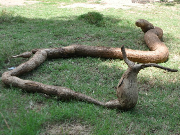 Mandioca que mede 2,35 m foi plantada há um ano e oito meses (Foto: Eduardo Santos/ Coxim Agora)