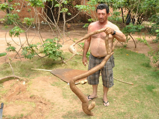 Oliveira ficou surpreso com tamanho e formato da 'mandioca gigante' (Foto: Eduardo Santos/ Coxim Agora)