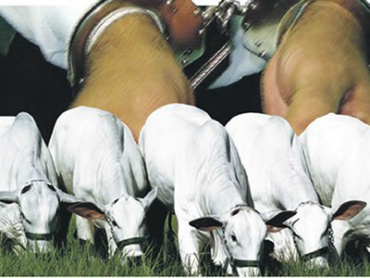 Imagem ilustrativa. www.marcoaureliodeca.com.br