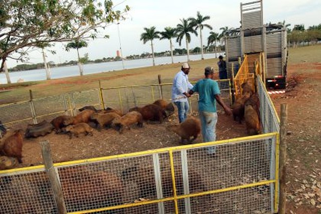 SEMEA retira 32 capivaras da Lagoa Maior. Foto: Divulgação.
