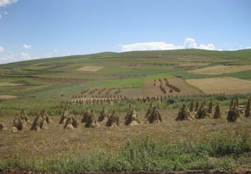 Plantação em Qinghai, a 3,000 metros acima do nível do mar — Foto: Martin Jones, Universidade de Cambridge