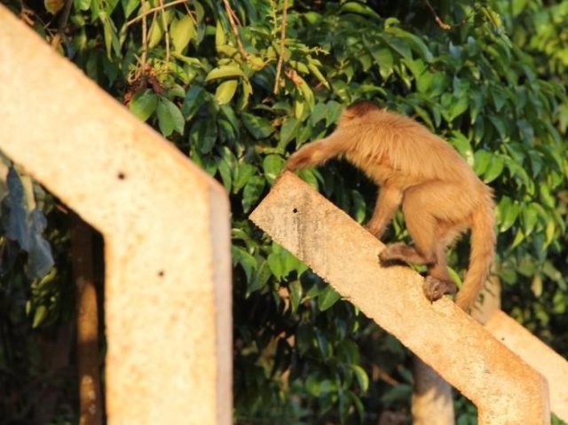 Macaco-prego na região da Vila Santo Eugênio, no sudeste da Capital; animal que seria desta espécie foi encontrado morto ontem (Foto: Marcos Ermínio)