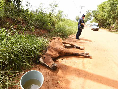 Agente atendeu chamado de moradores e orientou o trânsito próximo ao animal debilitado. Foto: Folha da Região