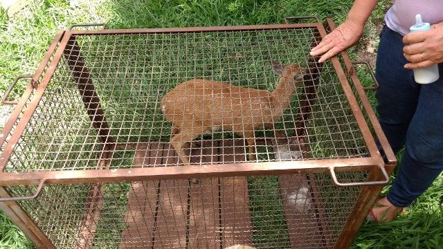 Técnicos vão acompanhar o animal até sua possível reintrodução na natureza. (Foto: Polícia Ambiental)