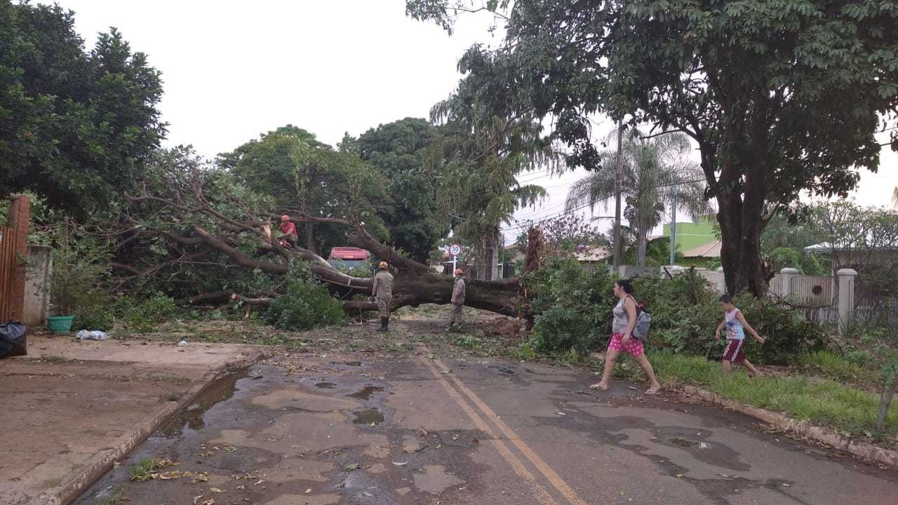 Árvore fechou rua no Taveirópolis. Foto: Direto das Ruas.
