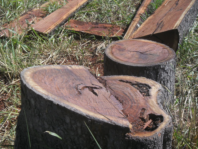 Foto: Assessoria de Imprensa