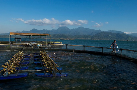 Fazenda de tilápia montada por uma das empresas que forma a Tilabrás - Foto: Divulgação