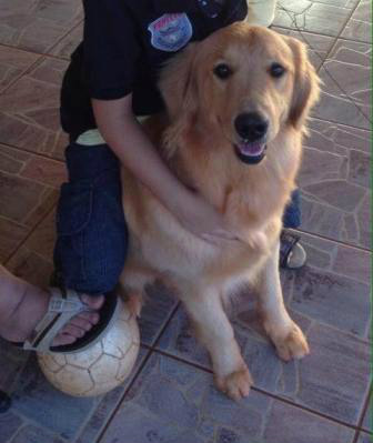 Nina desapareceu no bairro Jardim Alvorada e a família gratificará quem encontrar e devolver o animal. Foto: Reprodução Facebook