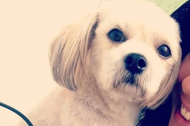 Toby o cãozinho que foi vítima de mutilação em Três Lagoas. Foto: Arquivo pessoal/Facebook.