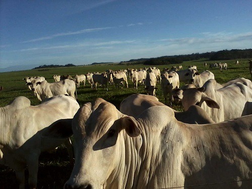 Receita total foi de US$ 395,4 milhões no período de janeiro a setembro - Foto: Arquivo Correio do Estado