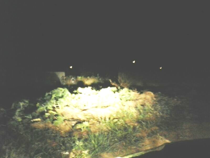 Falta de iluminação e o mato dificultou o trabalho da polícia 