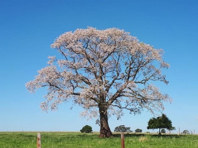 Primavera é marcada pela transição no clima, com elevação na temperatura e no volume de chuvas (Foto: Direto das Ruas)