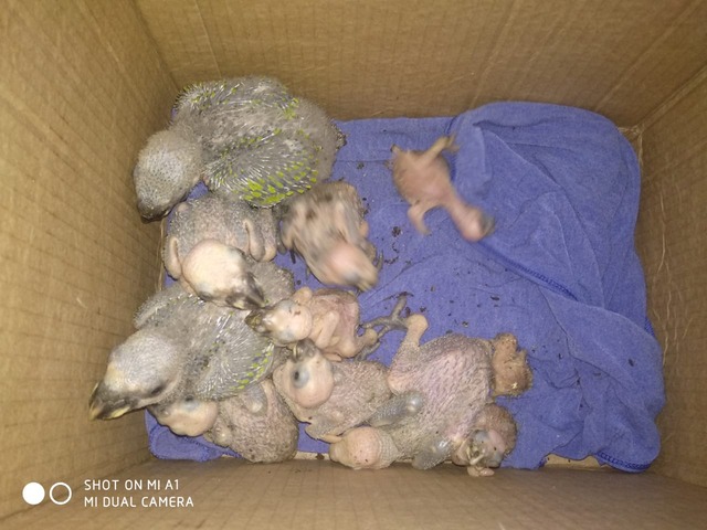 Animais estavam extremamente debilitados - Divulgação / PMA