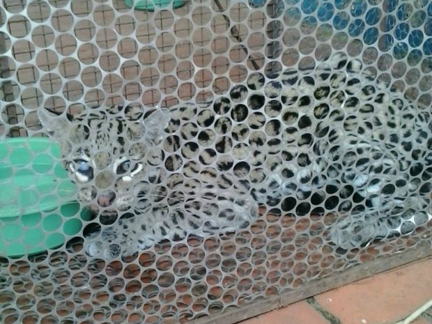 Jaguatirica foi encaminhada para atendimento médico (Foto: Divulgação / PMA)