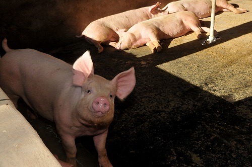 MS é o 8º produtor nacional de carne suína e rebanho chega a 1,5 milhão de cabeças - Foto: Bruno Henrique / Correio do Estado