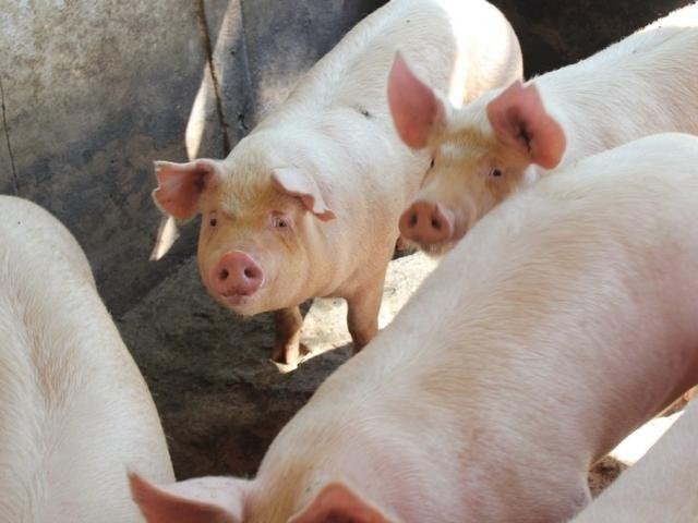 Entidade emitiu alerta para evitar que animais de MS sejam contaminados (Foto: Divulgação)