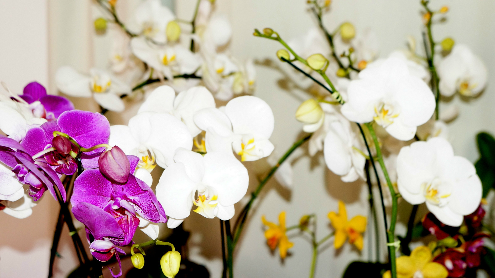 Orquídeas - foto - Vitor Santos