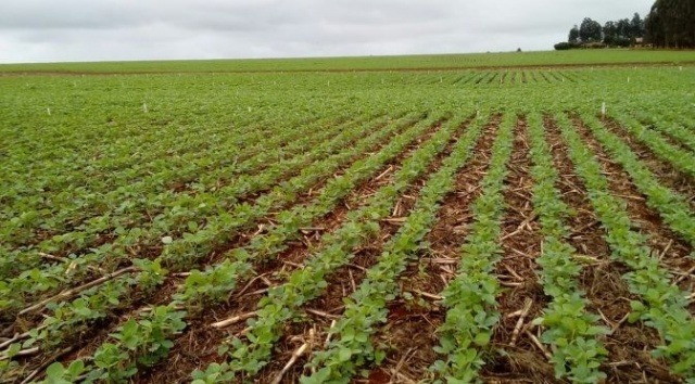 Soja deve ocupar este ano cerca de 3,1 milhão de hectares nas lavouras estaduais (Arquivo)