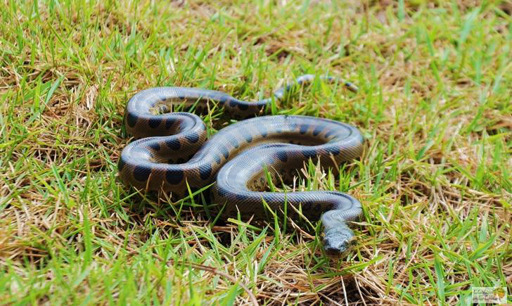 Foto: Maikon LealA cobra foi recolhida e solta em seu habitat natural