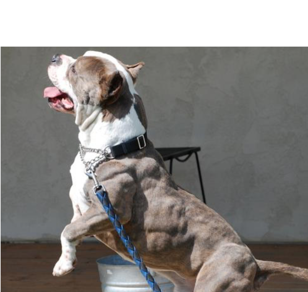 Ilustração/Divulgação