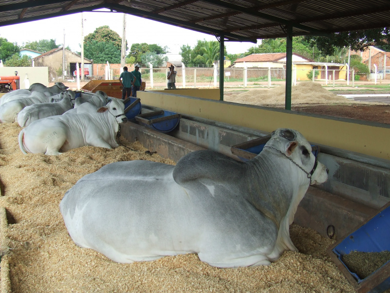 Aproximadamente 500 animais estarão na exposição. Foto: Assessoria