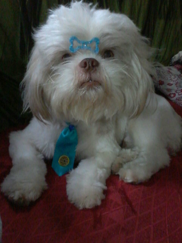 Raj é muito mansinho. E fotogênico!