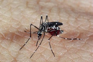 Infectologista alerta para provável epidemia da dengue tipo 3. (Foto: Divulgação)