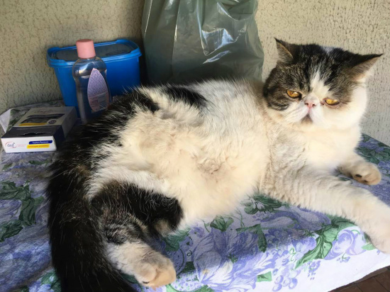 Fotos: divulgação.