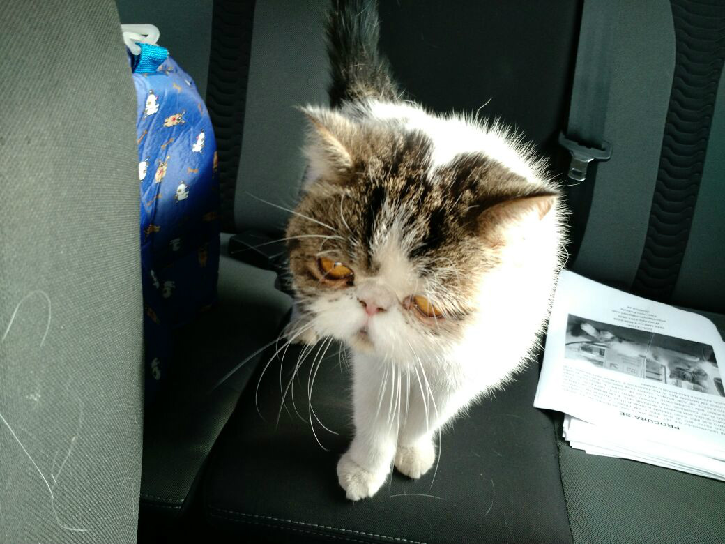 Gato foi encontrado pela família após anúncio da Rádio Caçula. 