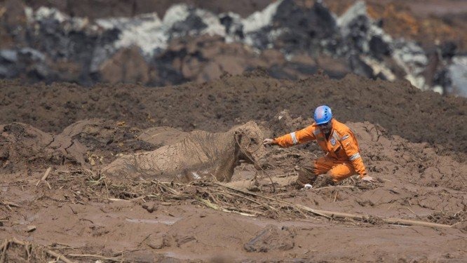 Voluntários do grupo de socorristas Anjos do Asfalto tentam retirar uma vaca presa na lama de rejeitos em Brumadinho Foto: Márcia Foletto / Agência O Globo