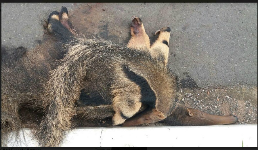 Quando os policiais chegaram o filhote estava agarrado ao dorso da mãe e não largava de forma alguma. Esta é a forma que a tamanduás carrega seus filhotes. 