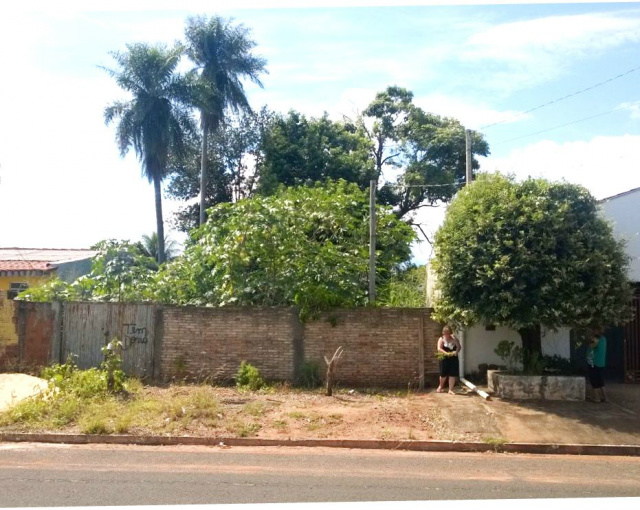 Terreno onde o macaco vive é repleto de árvores. (Foto: Rádio Caçula).