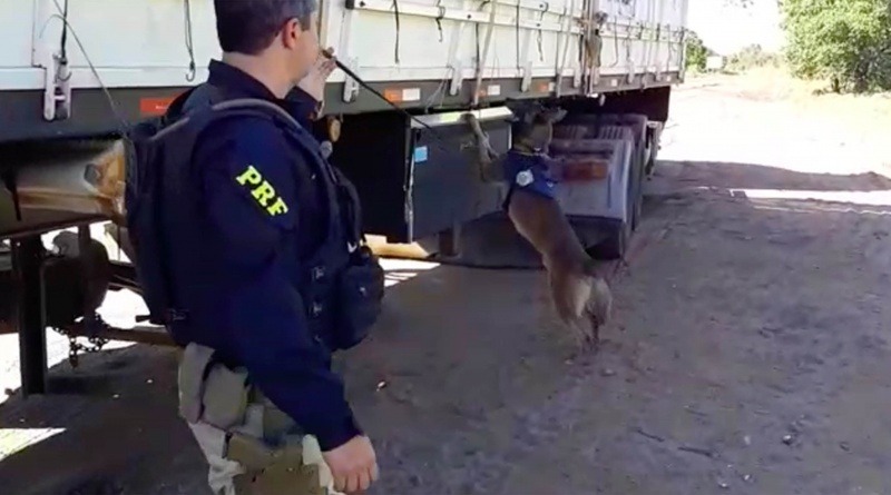O cão farejador K9 Chacal, do Grupo de Operações com Cães da PRF, indicou para a presença de drogas no reboque. Foto: PRF.
