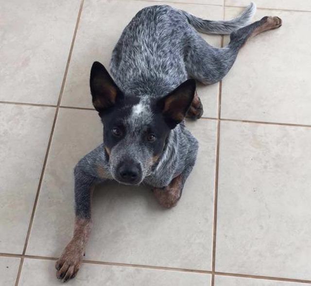 (Foto: Cedida / Waldir Momesso)