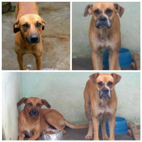 Os animais apareceram juntos no campus II da UFMS e aguardam que o verdadeiro dono apareça. Foto: Reprodução Facebook