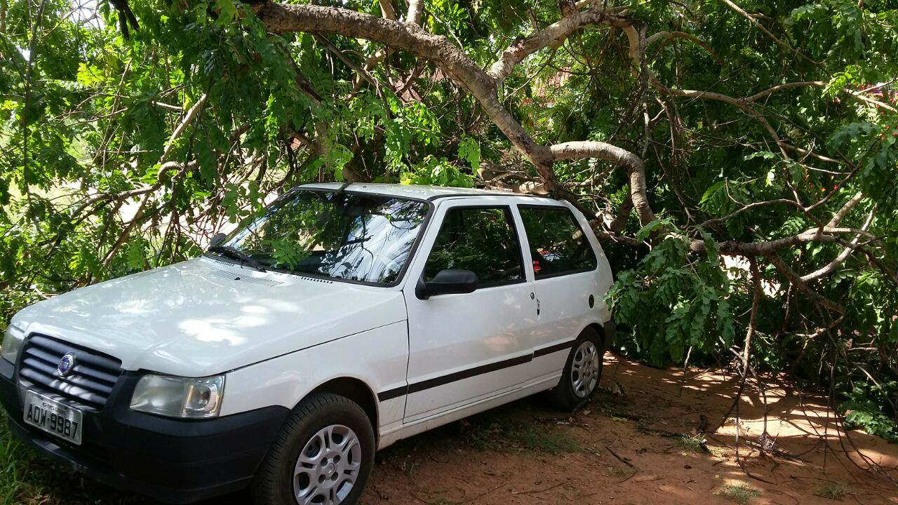 O galho despencou e atingiu a rede elétrica e posteriormente o carro.