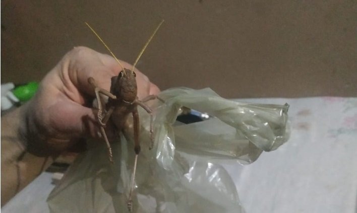 Gafanhoto de aproximadamente 10 cm é encontrado por morador de Campo Grande (MS). Foto: Arquivo pessoal.