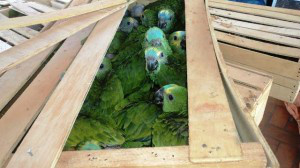 153 filhotes de papagaios foram encontrado com os traficantes. (Foto: PMA) 