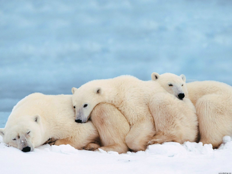 Urso Polar (Foto: AP)