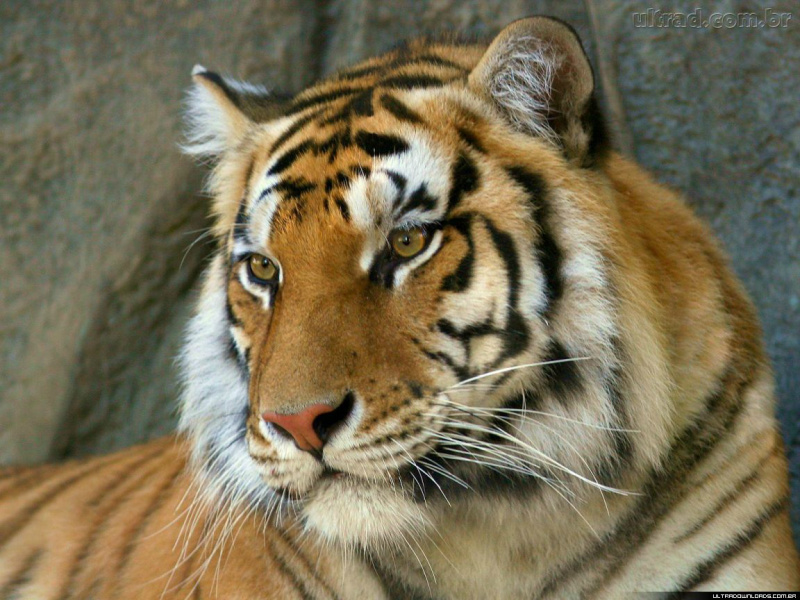 Tigre asiático (Foto: ECO4U)