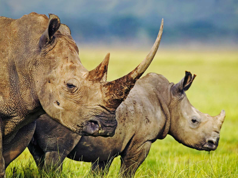 Rinocerontes Africanos (Foto: AP)